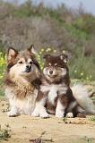 CHIEN FINNOIS DE LAPONIE 386